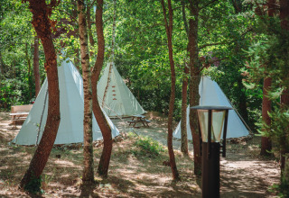 Afbeelding van verschillende tipi-tenten opgezet tussen bomen in een bos met zonlicht dat door de bladeren valt.