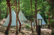 Photo of multiple teepee tents set up among trees in a forest, with sunlight streaming through leaves.