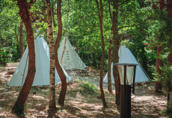 Foto de varias tiendas tipi instaladas entre árboles en un bosque, con la luz del sol filtrándose.