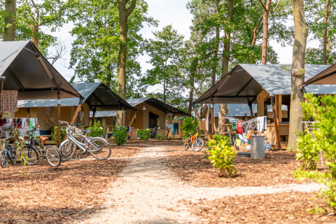 Tende safari di lusso con servizi igienici privati al Camping De Betteld nei Paesi Bassi, immerse nel verde.