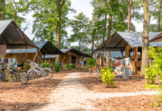 Tiendas de safari de lujo con baño privado en Camping De Betteld, Países Bajos, rodeadas de naturaleza.