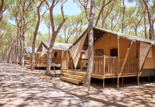 Tiendas tipo safari en Camping Village Baia Blu La Tortuga en Italia, rodeadas de altos pinos verdes.