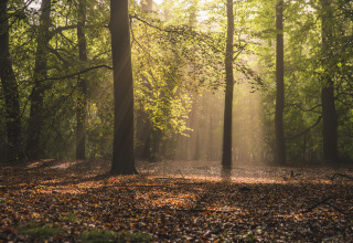 Luce del sole tra gli alberi della foresta vicino a Villa Maritiem al MarinaPark Bad Nederrijn, Paesi Bassi.