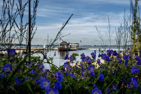 View of purple flowers and a houseboat with rooftop terrace on the water in Offingawier, Friesland, NL.