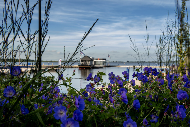 Vista de flores moradas y una casa flotante con terraza en la azotea en Offingawier, Frisia, Países Bajos.