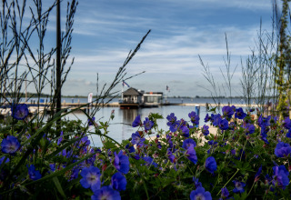 Vista di fiori viola e una houseboat con terrazza sul tetto sull'acqua a Offingawier, Frisia, Paesi Bassi.