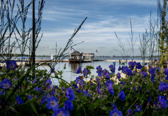 Vista di fiori viola e una houseboat con terrazza sul tetto sull'acqua a Offingawier, Frisia, Paesi Bassi.
