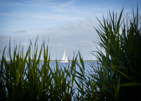 Udsigt gennem siv over vandet til en sejlbåd, taget fra en husbåd med tagterrasse i Offingawier, Friesland.