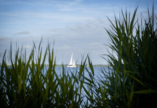Udsigt gennem siv over vandet til en sejlbåd, taget fra en husbåd med tagterrasse i Offingawier, Friesland.