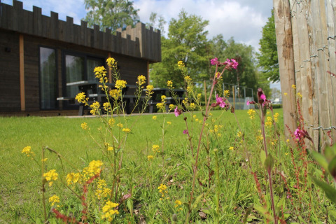 Wilde bloemen en gras voor een lodge bij Holiday Park 't Rheezerwold, Nederland, tijdens de zomer.