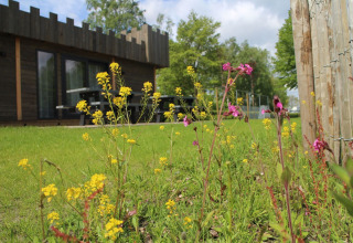 Blomster og grønne planter foran en lodge ved Holiday Park 't Rheezerwold, Nederlandene, om sommeren.