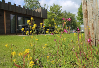 Blumen und grünes Gras vor einer Hütte im Holiday Park 't Rheezerwold, Niederlande, im Sommer.