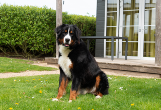 Een Berner Sennenhond zit op het gazon bij Comfort Lodge van Kompas Camping Westende in België.