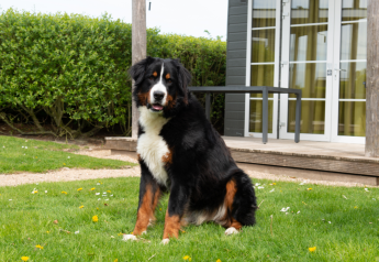 En Berner Sennenhund sidder på græsset foran Comfort Lodge ved Kompas Camping Westende, Belgien.