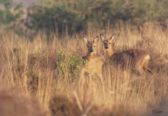 Two deer stand alert in tall grass near Luna Lodge safari tent at Camping the Noetselerberg, Netherlands.