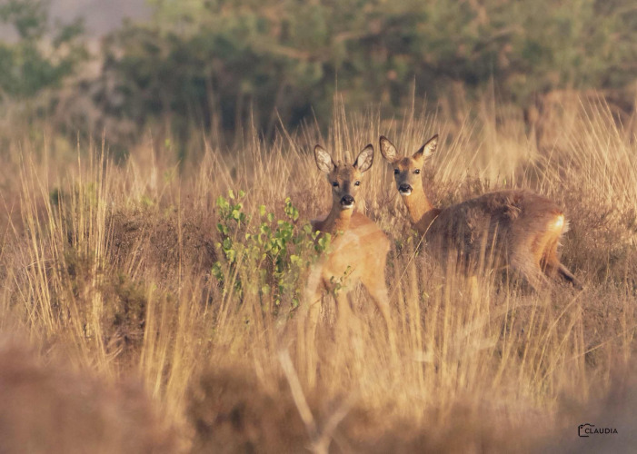 Two deer stand alert in tall grass near Luna Lodge safari tent at Camping the Noetselerberg, Netherlands.