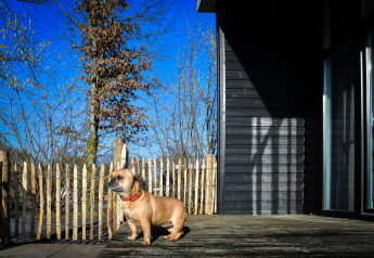 En lille hund med orange halsbånd i en indhegnet have foran Forest lodge ved Vakantiepark Hölte, Holland.